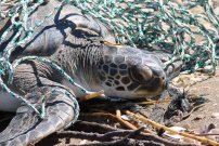 ¿Qué hacer si encuentras un animal marino que necesita auxilio?