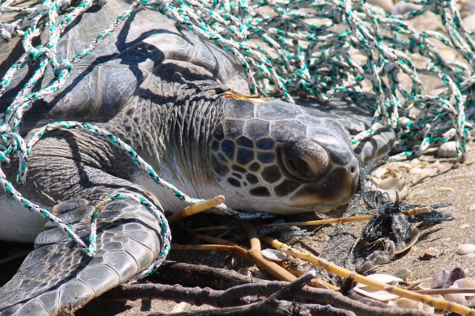 ¿Qué hacer si encuentras un animal marino que necesita auxilio?